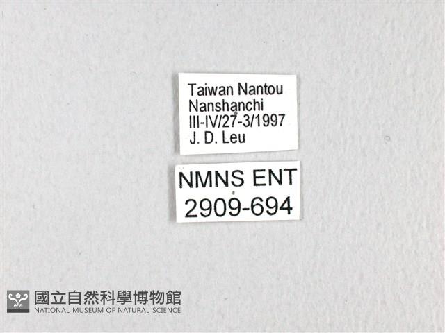 斑鳳蝶藏品圖，第3張