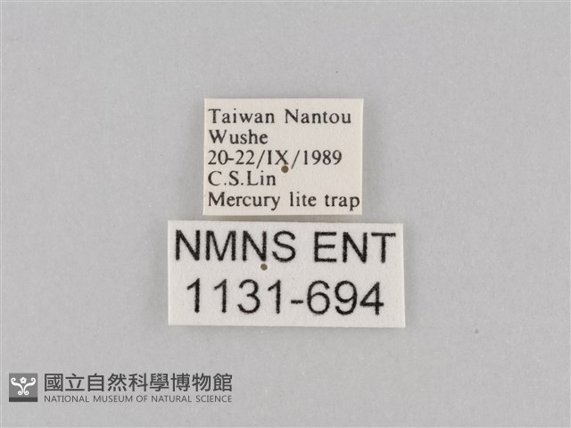 斜紋夜盜蛾藏品圖，第3張