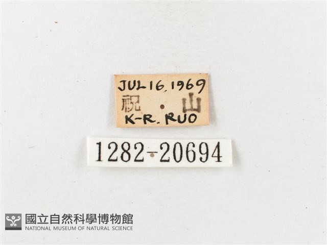玉山幽眼蝶藏品圖，第3張
