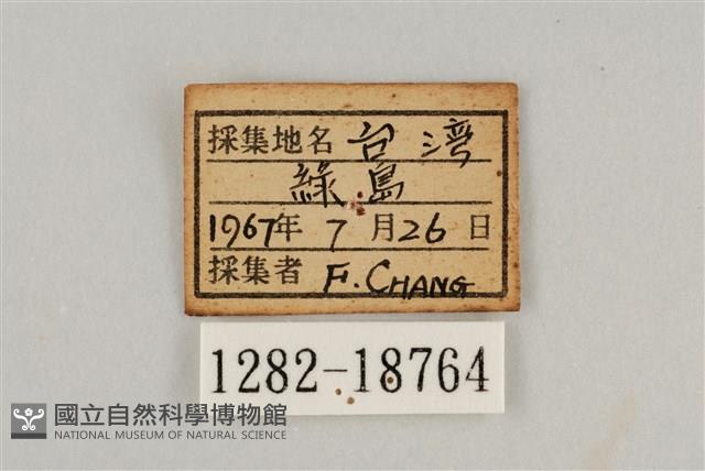 藍灰蝶沖繩亞種藏品圖，第3張