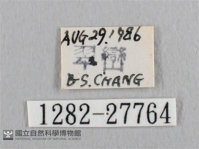 銀斑黃鉤蛾藏品圖，第3張