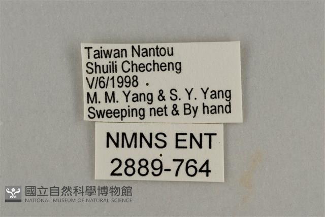 藍灰蝶沖繩亞種藏品圖，第3張
