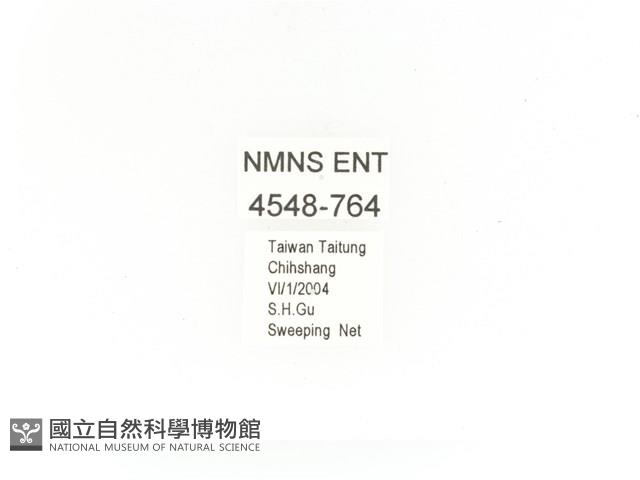 金艷騷金龜藏品圖，第2張