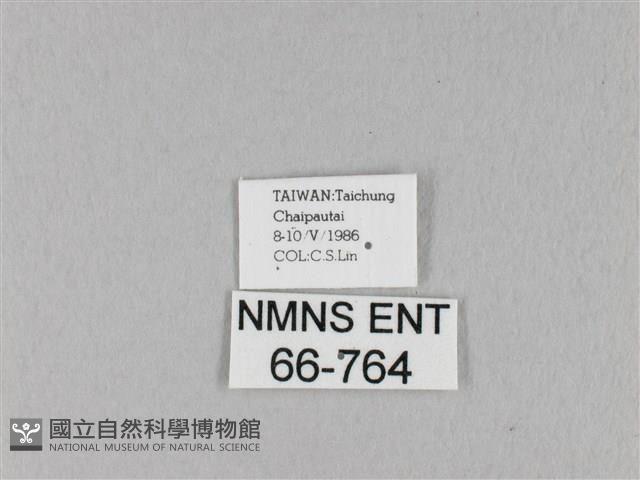 馬尾松枯葉蛾藏品圖，第3張