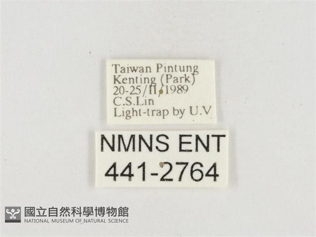 小白紋毒蛾藏品圖，第3張