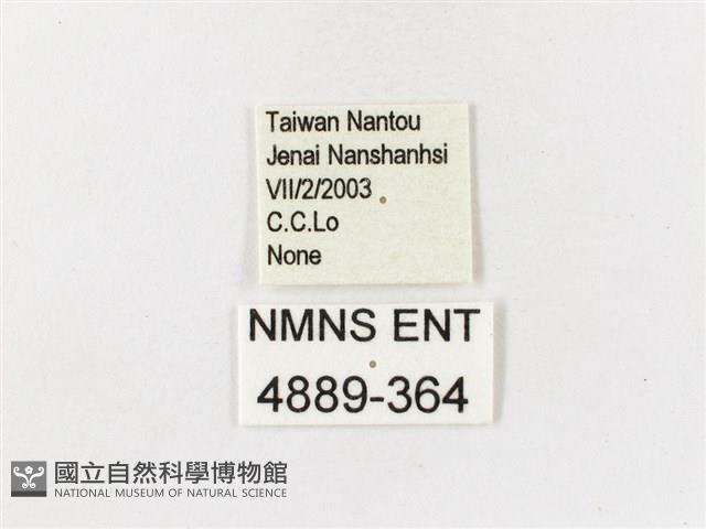 山龍眼螢斑蛾、雙星螢班蛾藏品圖，第3張