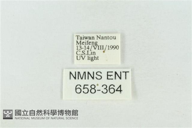 臺灣銀斑異波紋蛾藏品圖，第3張