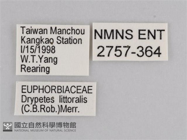 雲紋尖粉蝶藏品圖，第3張