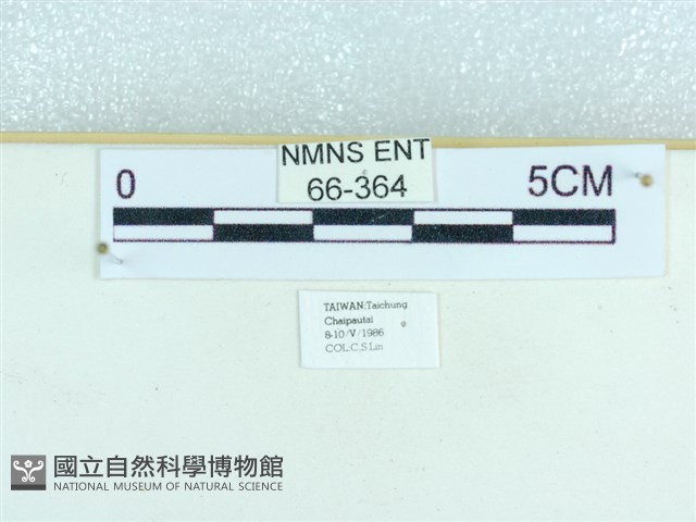 粉蝶燈蛾藏品圖，第3張