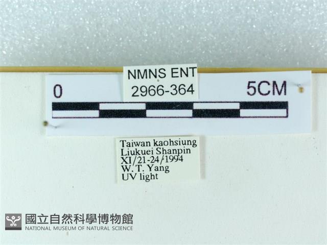 粉蝶燈蛾藏品圖，第3張