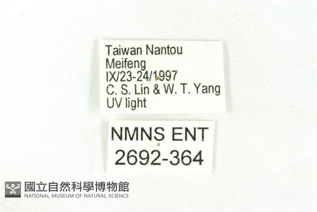 樹形尺蛾藏品圖，第3張