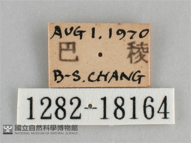 臺灣環蛺蝶藏品圖，第3張