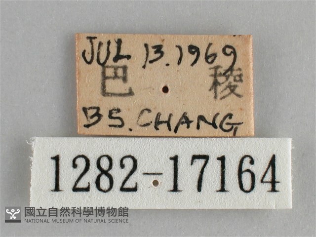 金鎧蛺蝶藏品圖，第3張