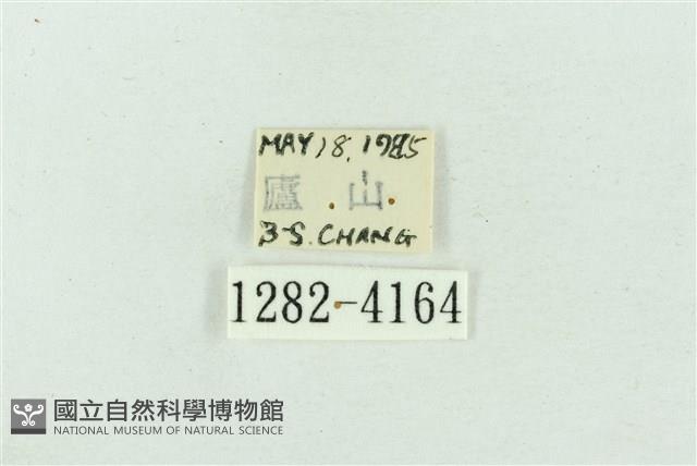 菊池污燈蛾藏品圖，第3張