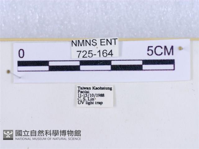 粉蝶燈蛾藏品圖，第3張