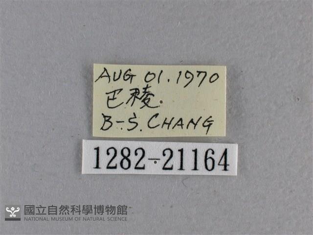 黃星弄蝶藏品圖，第3張