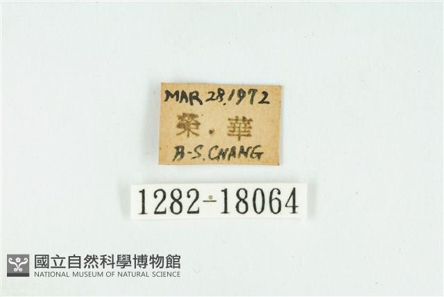 臺灣玄灰蝶藏品圖，第3張
