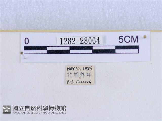 巨網燈蛾藏品圖，第3張