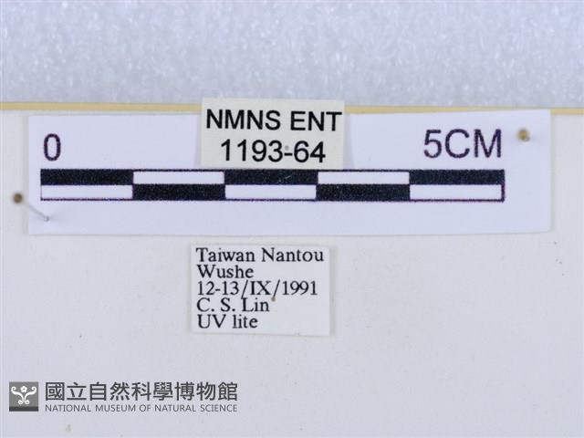 閃光苔蛾藏品圖，第3張