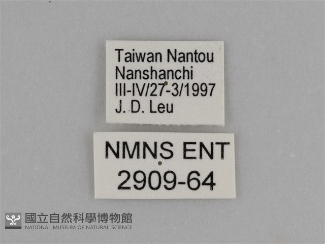 臺灣絹蛺蝶藏品圖，第3張
