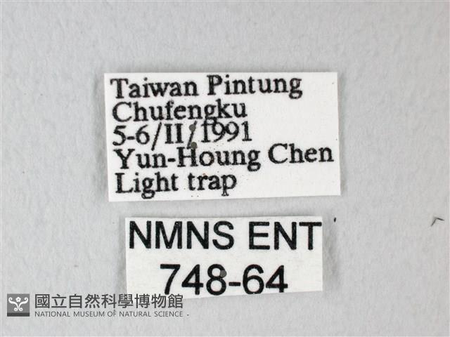 臺灣卵翅蛾藏品圖，第3張