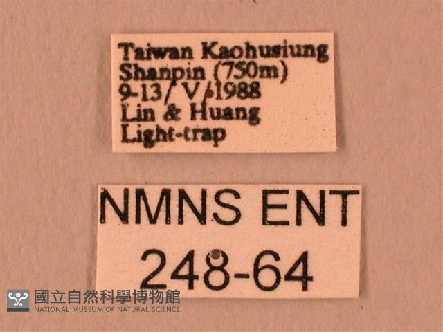 暗綠白腰天蛾藏品圖，第3張