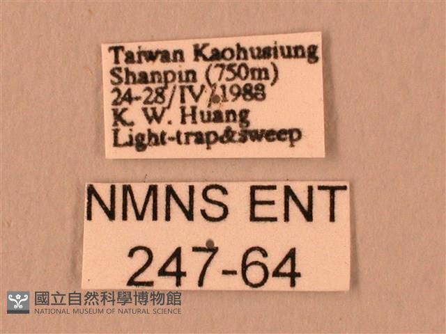 白星天蛾藏品圖，第3張