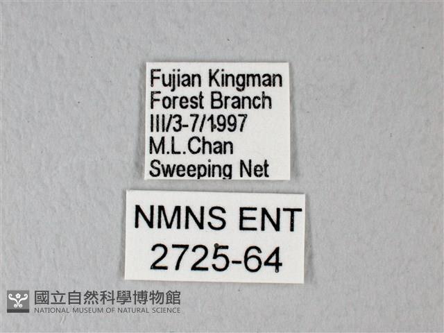 白粉蝶、紋白蝶藏品圖，第3張