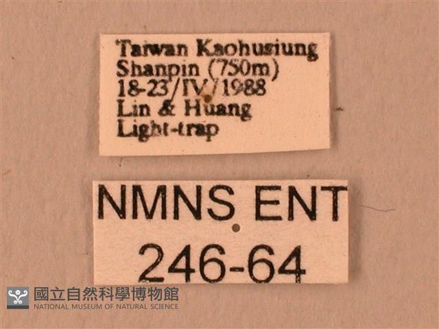 波紋豆天蛾藏品圖，第3張