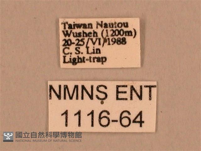 背線天蛾藏品圖，第3張