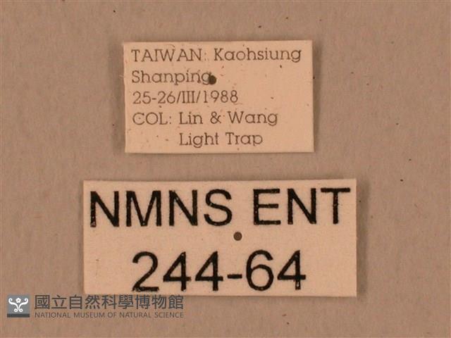 背中白天蛾藏品圖，第3張