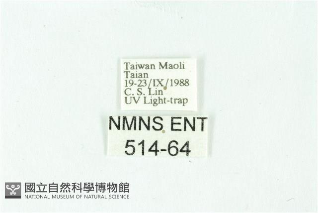 三條橙燈蛾藏品圖，第3張