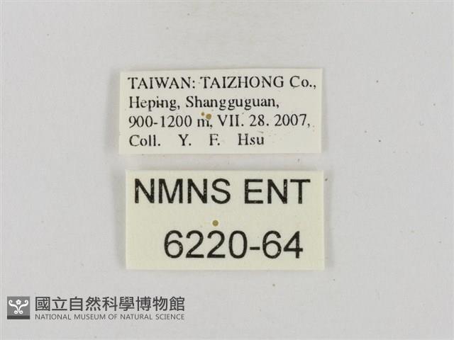 假禾弄蝶藏品圖，第3張