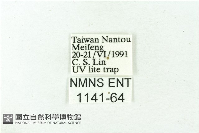 赭新污燈蛾藏品圖，第3張