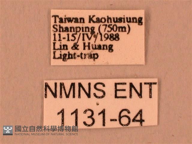 暗綠白腰天蛾藏品圖，第3張