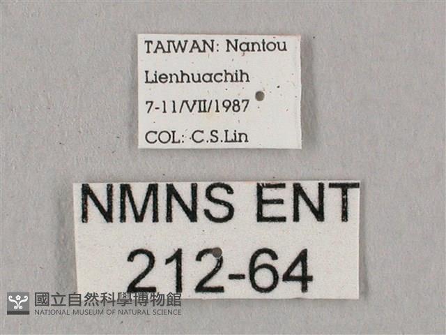 桃紅六點天蛾藏品圖，第3張