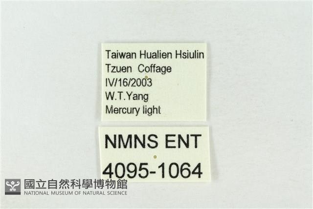 連珠波紋蛾藏品圖，第3張