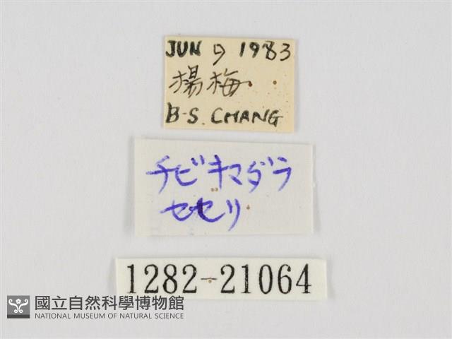 小黃星弄蝶藏品圖，第3張