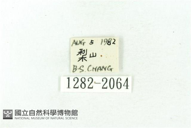 臺雪苔蛾藏品圖，第3張