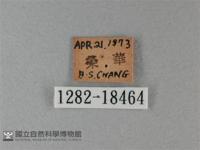 殘眉線蛺蝶藏品圖，第3張