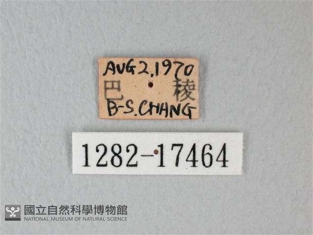 橙端粉蝶、端紅蝶藏品圖，第3張