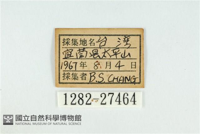 霓彩燕灰蝶藏品圖，第3張