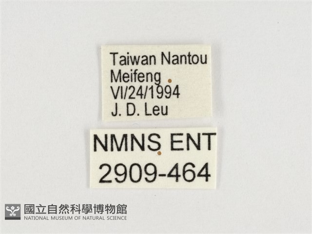 普氏白蛺蝶藏品圖，第3張