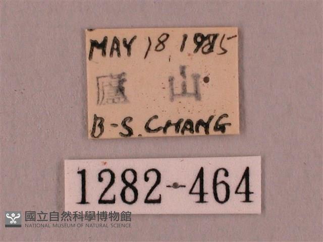 桃紅六點天蛾藏品圖，第3張