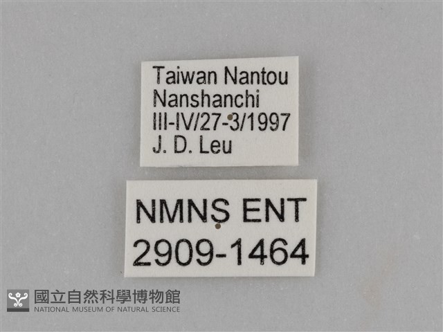 臺灣絹蛺蝶藏品圖，第3張