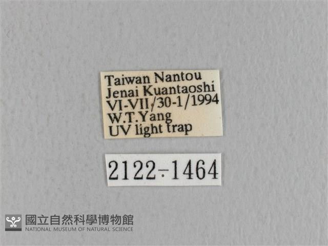 青枯葉蛾藏品圖，第3張