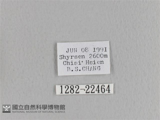 臺灣枯葉蛾藏品圖，第3張