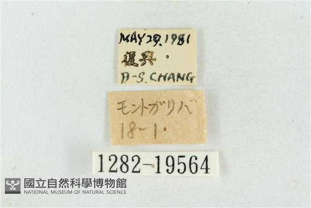 大斑波紋蛾藏品圖，第3張