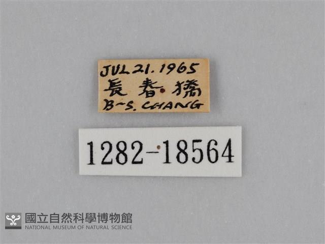 亮色黃蝶藏品圖，第3張