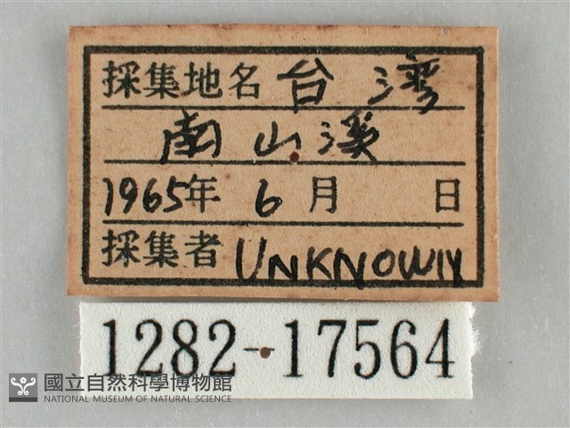 細波遷粉蝶藏品圖，第3張